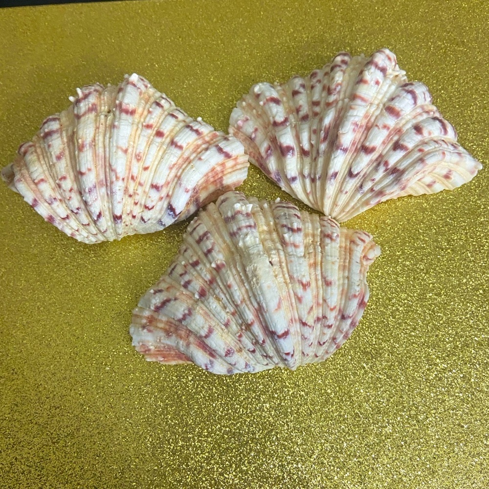 Rare Calico Pointed Scallop Shells